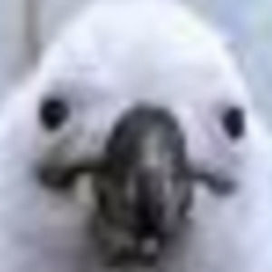 Meet your Posher, Sophia